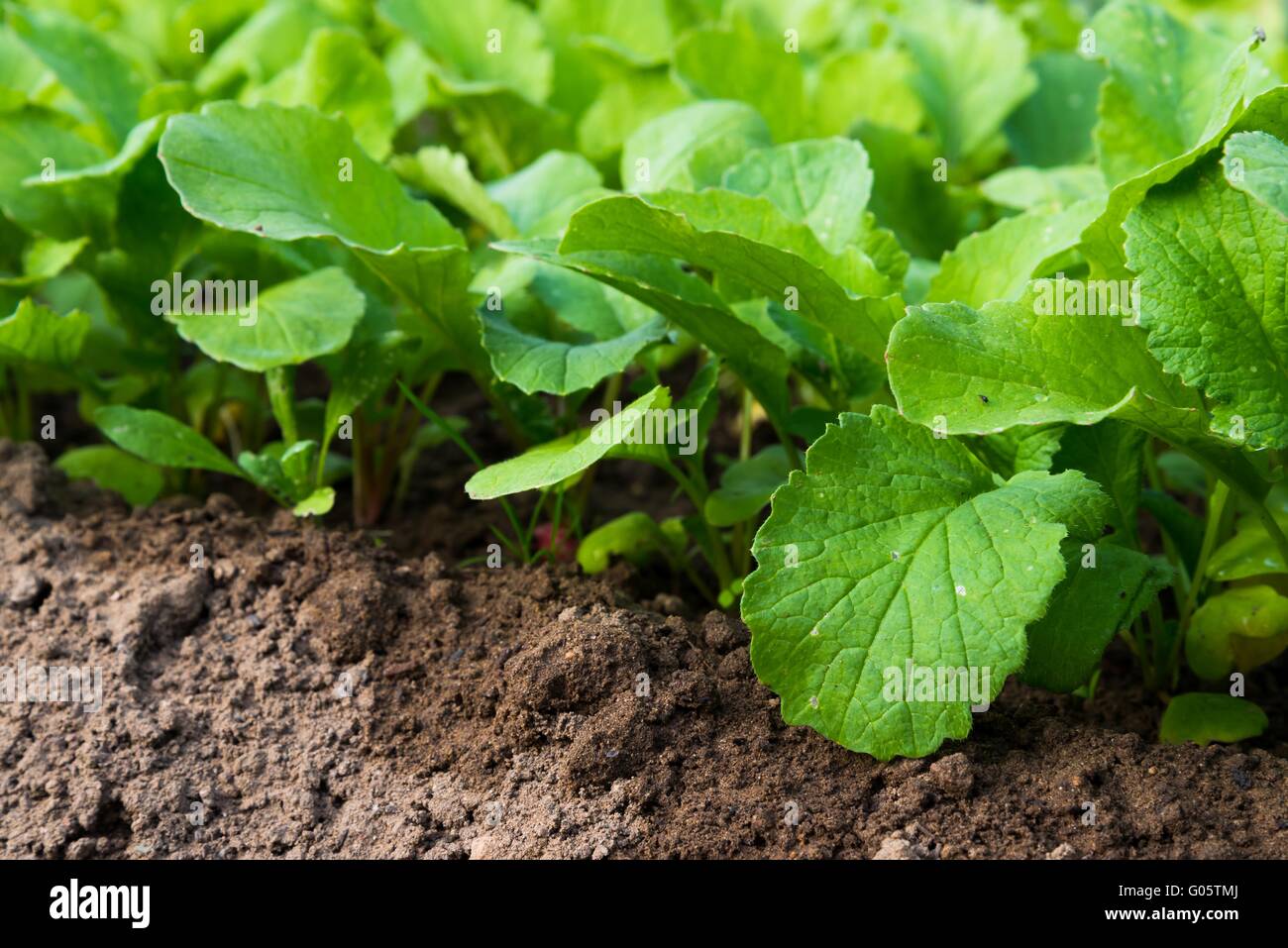 Radish leaves hires stock photography and images Alamy
