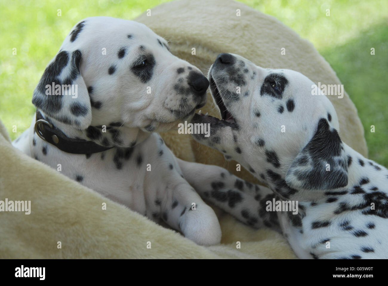 Two Dalmatian puppies, four weeks old side by side Stock Photo
