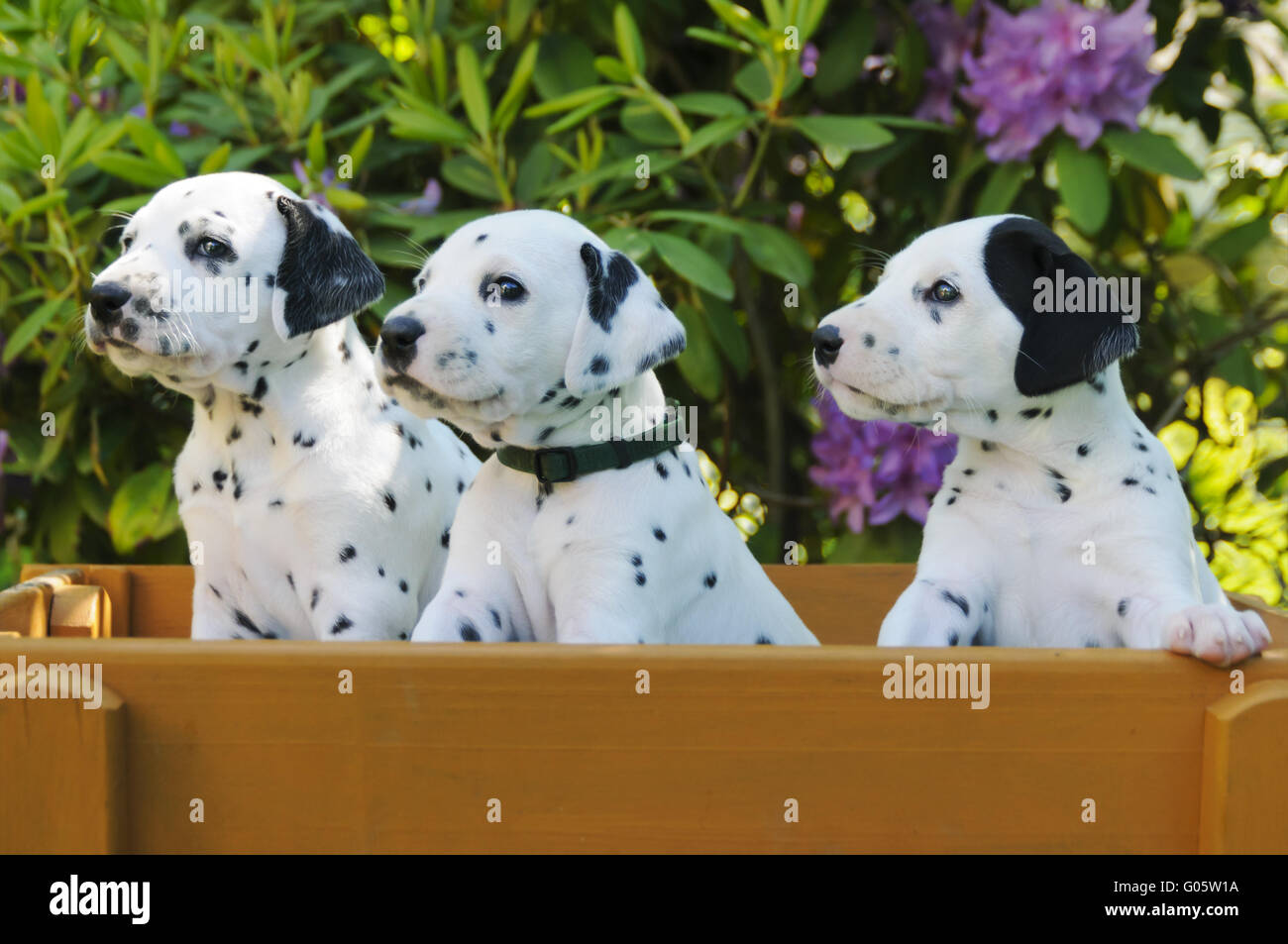 Three Dalmatian puppies, five weeks old Stock Photo
