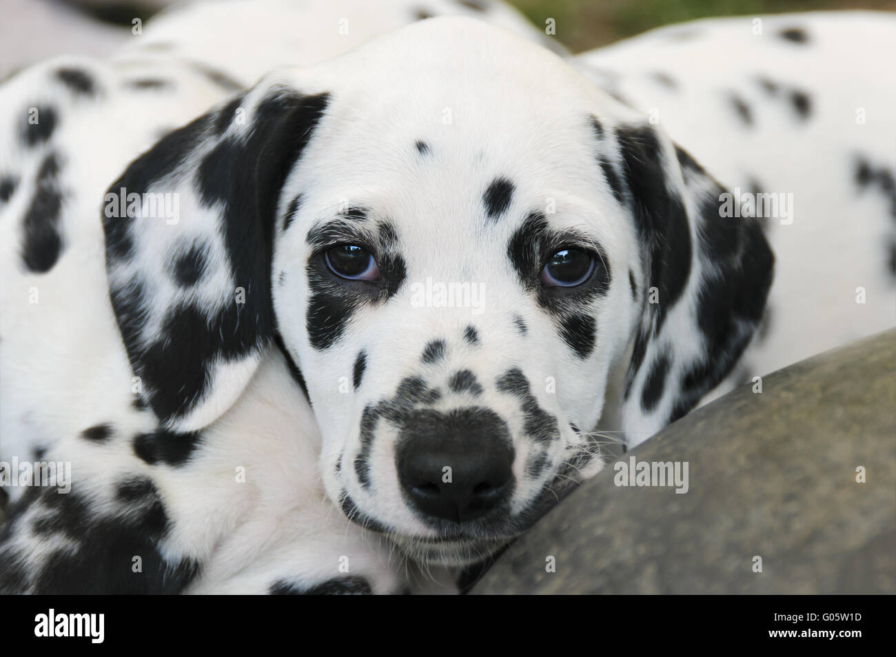 Dalmatian puppy, seven weeks old, portrait Stock Photo