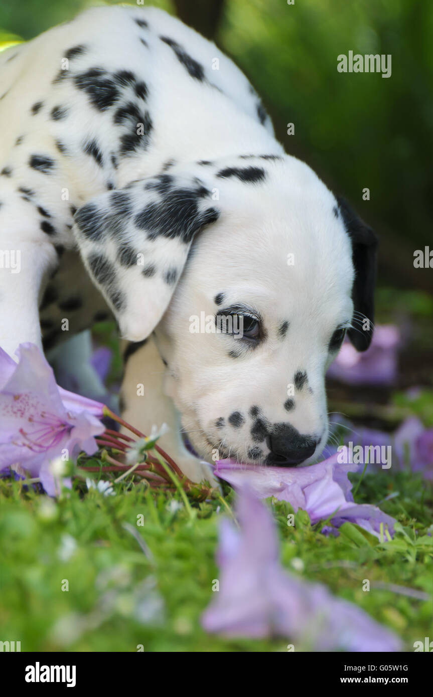 Dalmatian puppy five weeks old smells at flowers Stock Photo