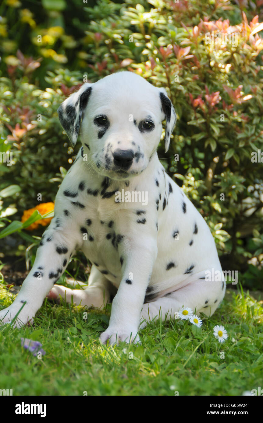 Dalmatian puppy, five weeks old in a garden Stock Photo