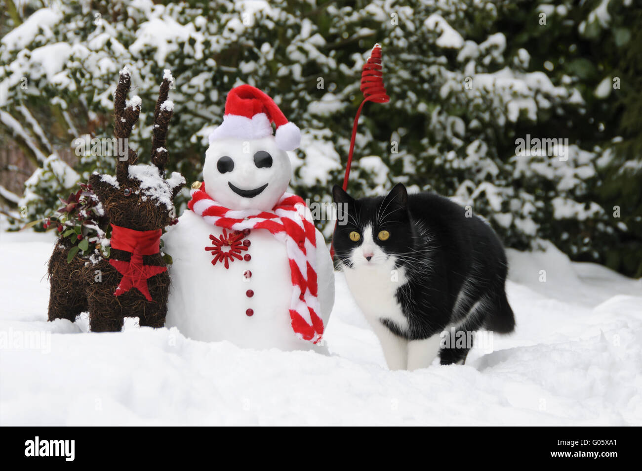 Cat, European Shorthair, beside a Santa snowman Stock Photo