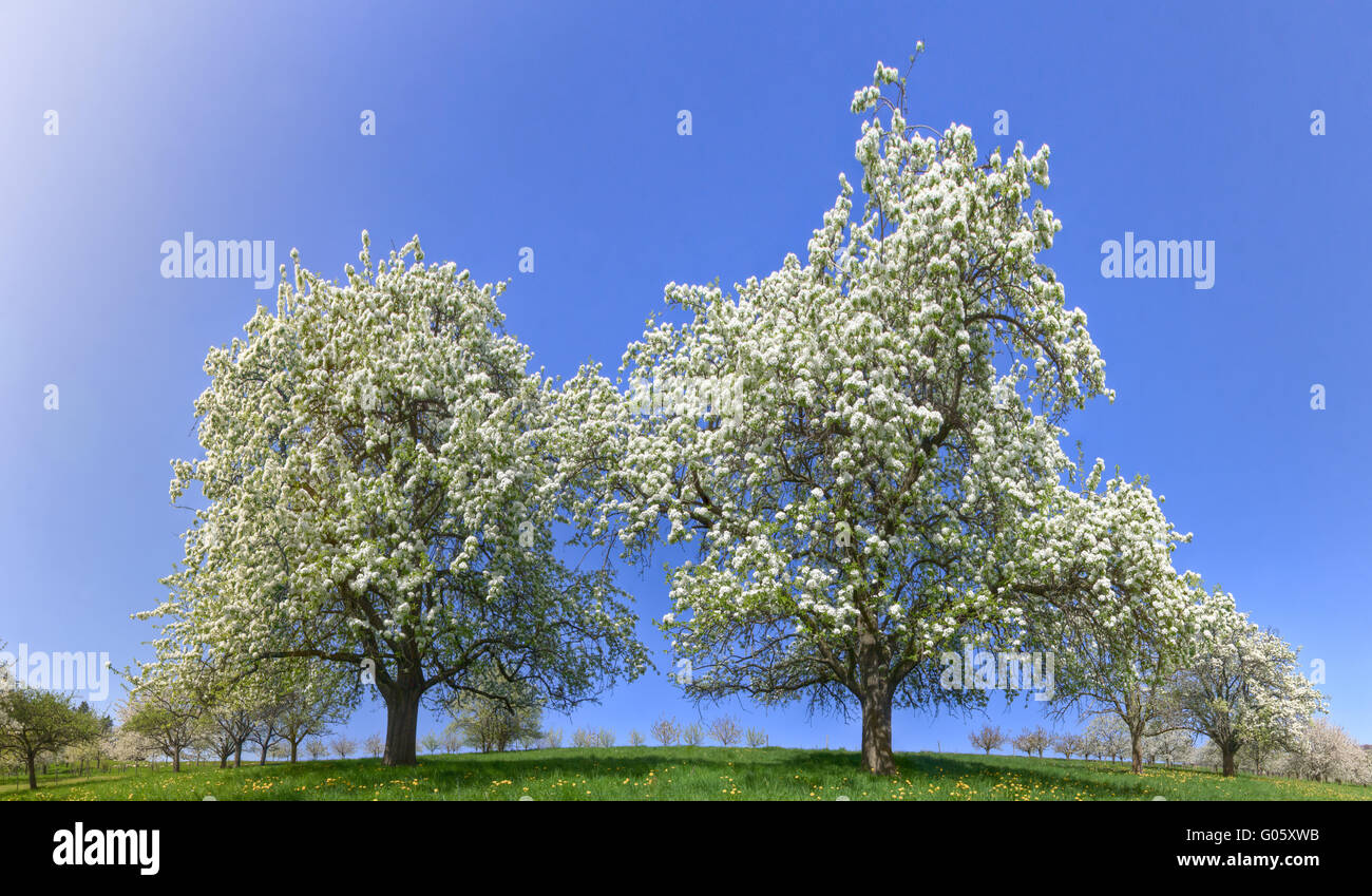 Two apple trees in flower Stock Photo Alamy