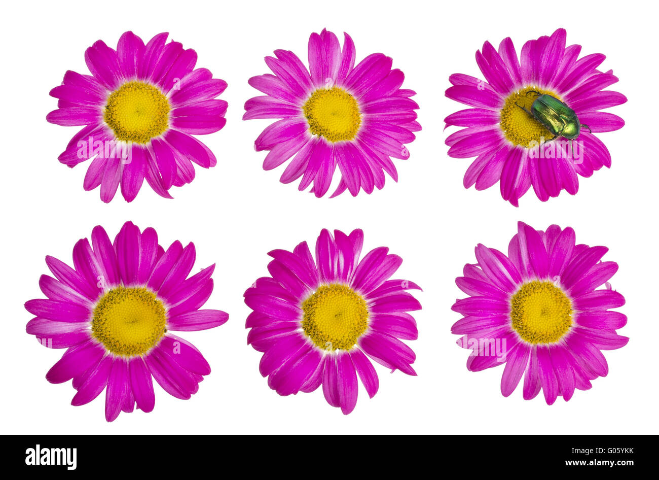 Isolated buds and flowers of the pink daisies Stock Photo Alamy