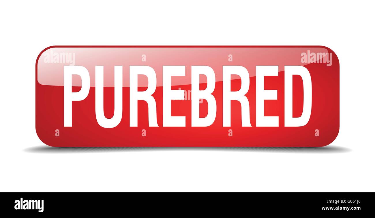 purebred red square 3d realistic isolated web button Stock Vector Image ...