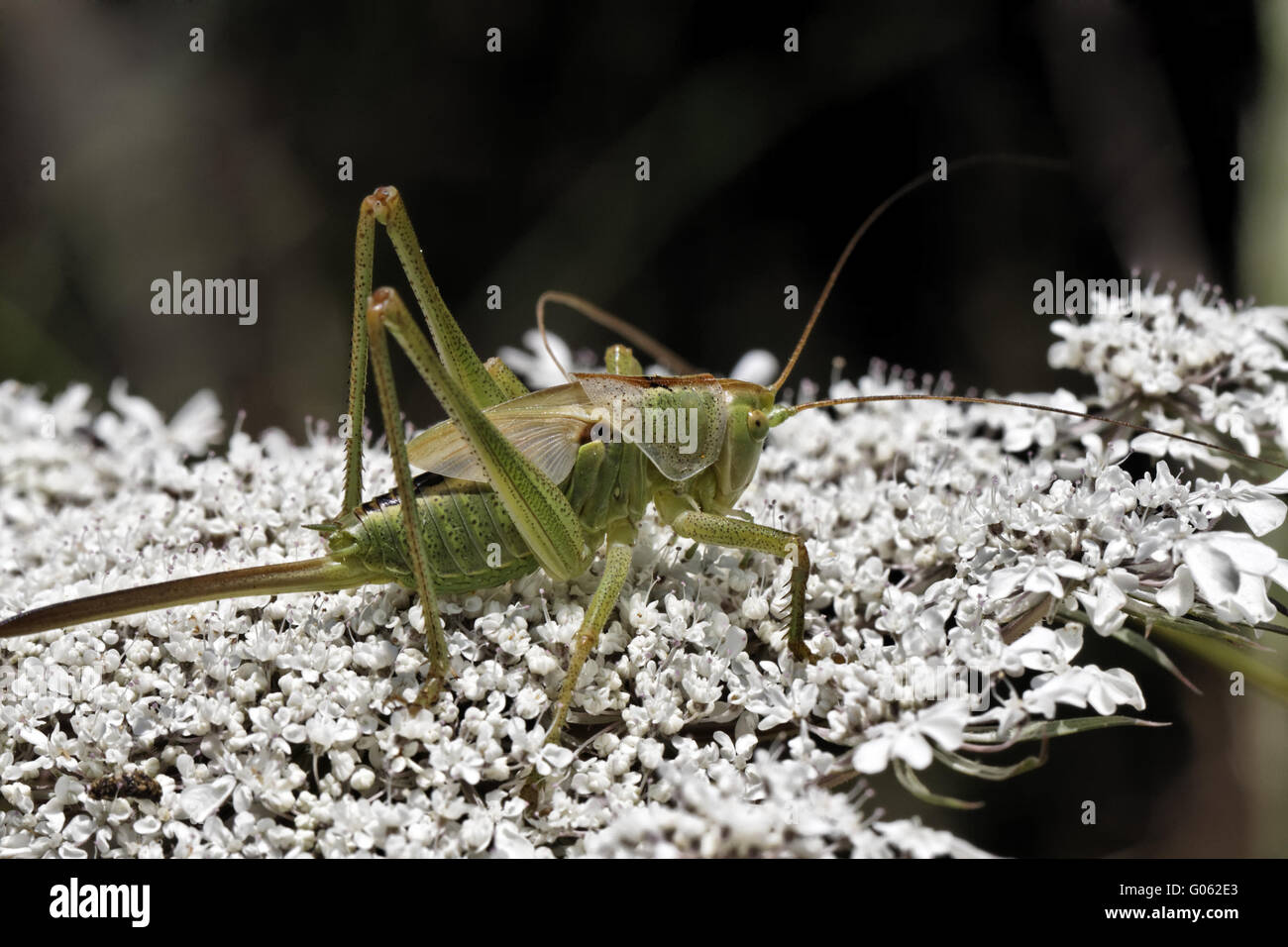 Grasshopper in france hi-res stock photography and images - Alamy