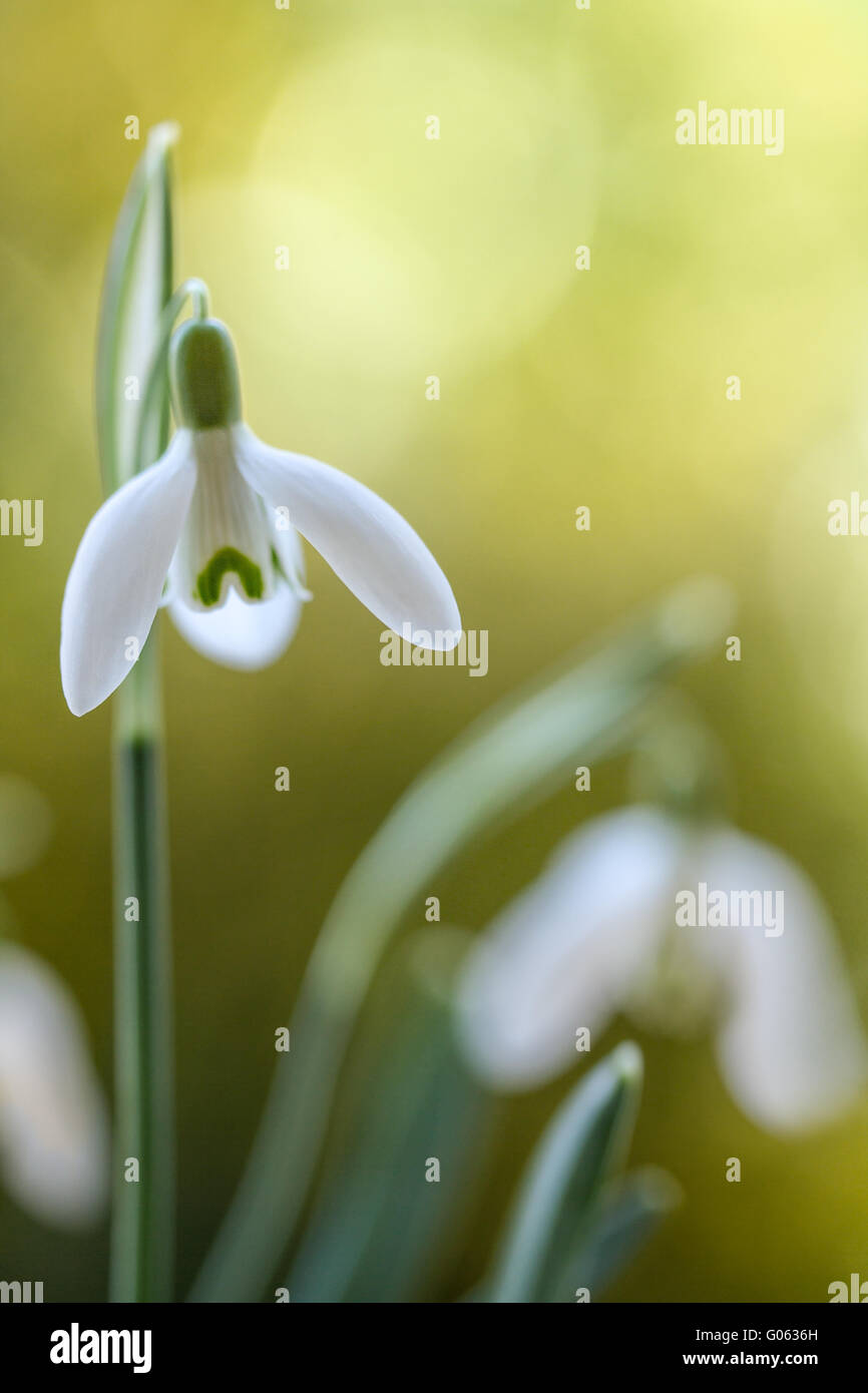 Portrait of galanthus nivalis hi-res stock photography and images - Alamy