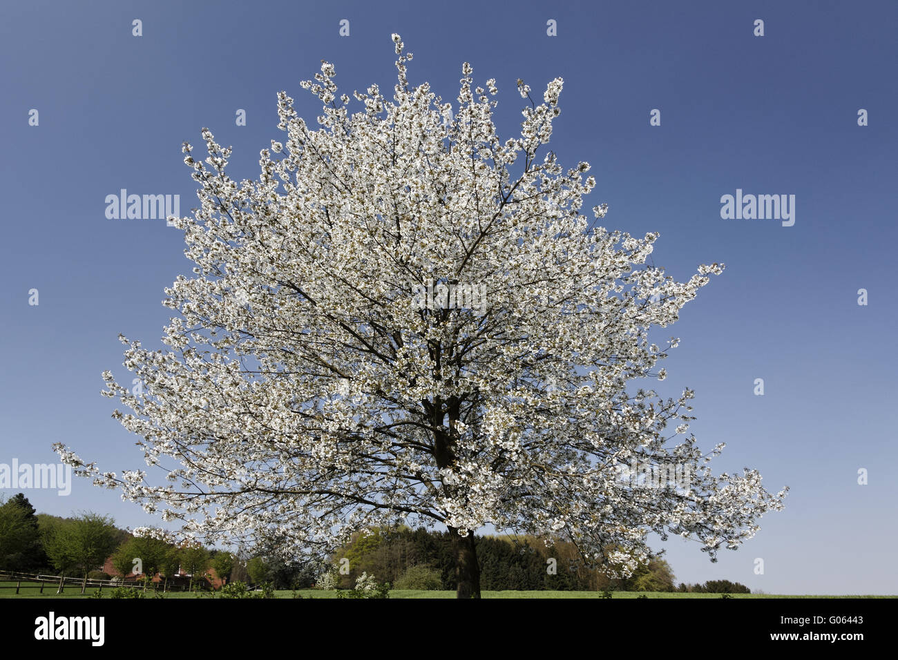Cherry blossoms in Hagen in Lower Saxony, Germany Stock Photo