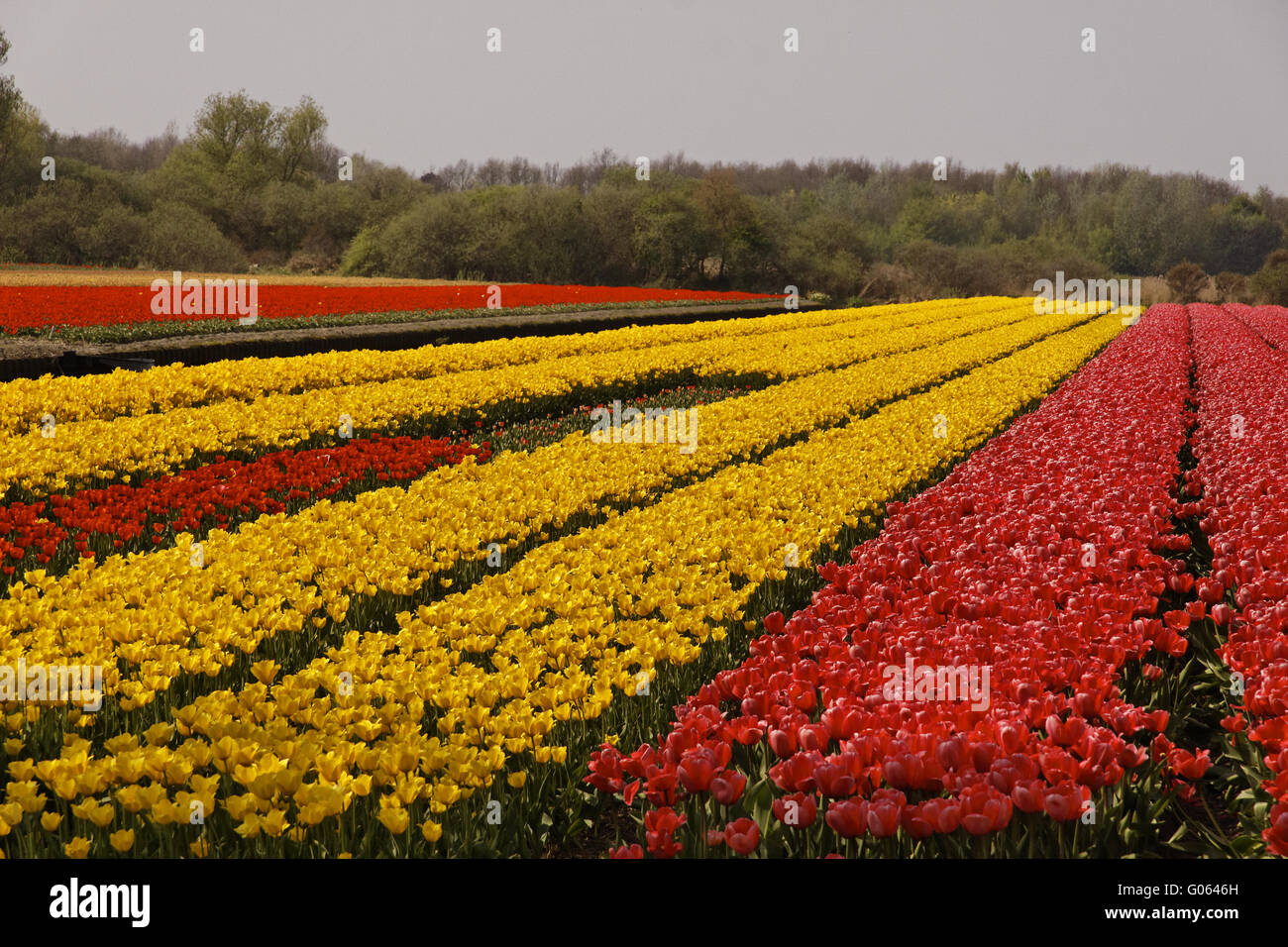 Tulip field near Noordwijkerhout, South Holland Stock Photo