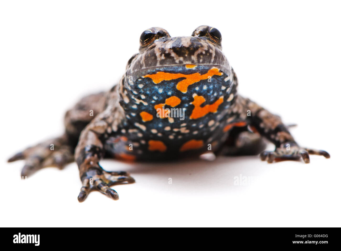 Bombina bombina. European Fire-bellied toad on white background. Stock Photo