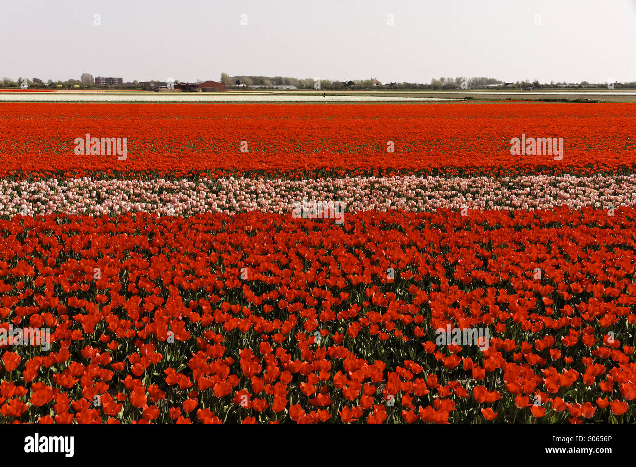 Tulip field near Noordwijkerhout, South Holland Stock Photo