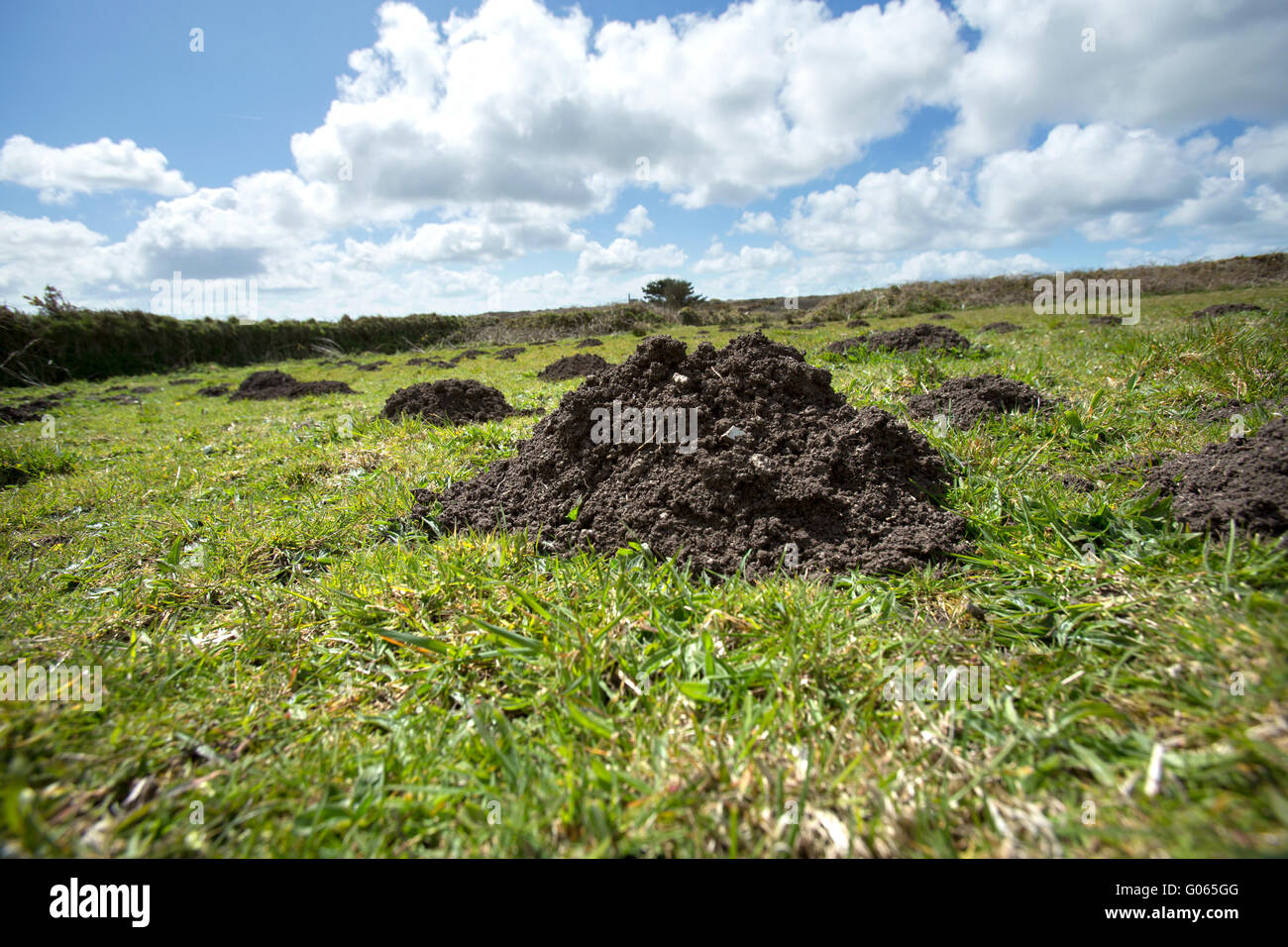 Molehills in a Cornish moorland field. Moles dig their tunnels, and the