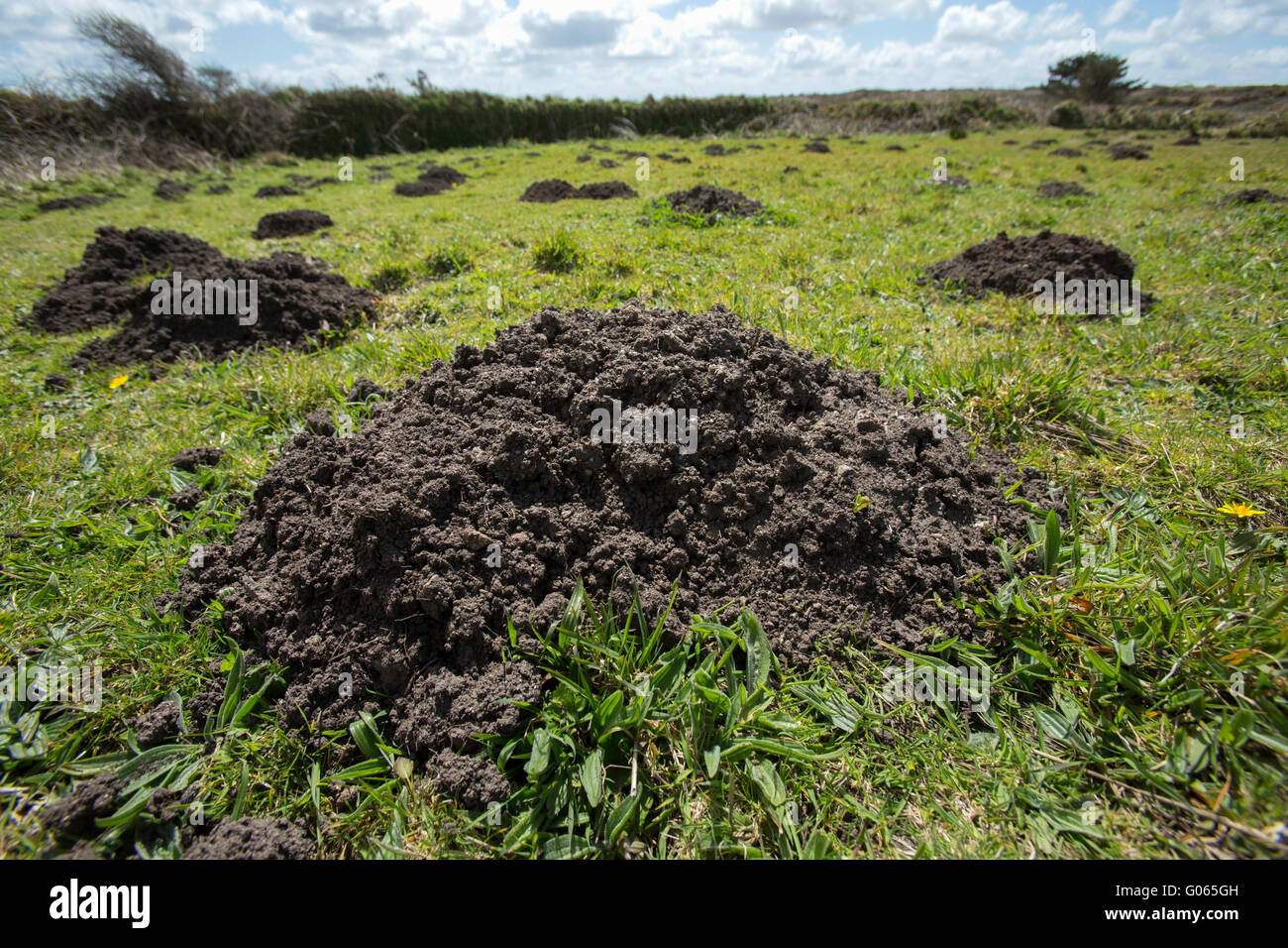Molehills in a Cornish moorland field. Moles dig their tunnels, and the