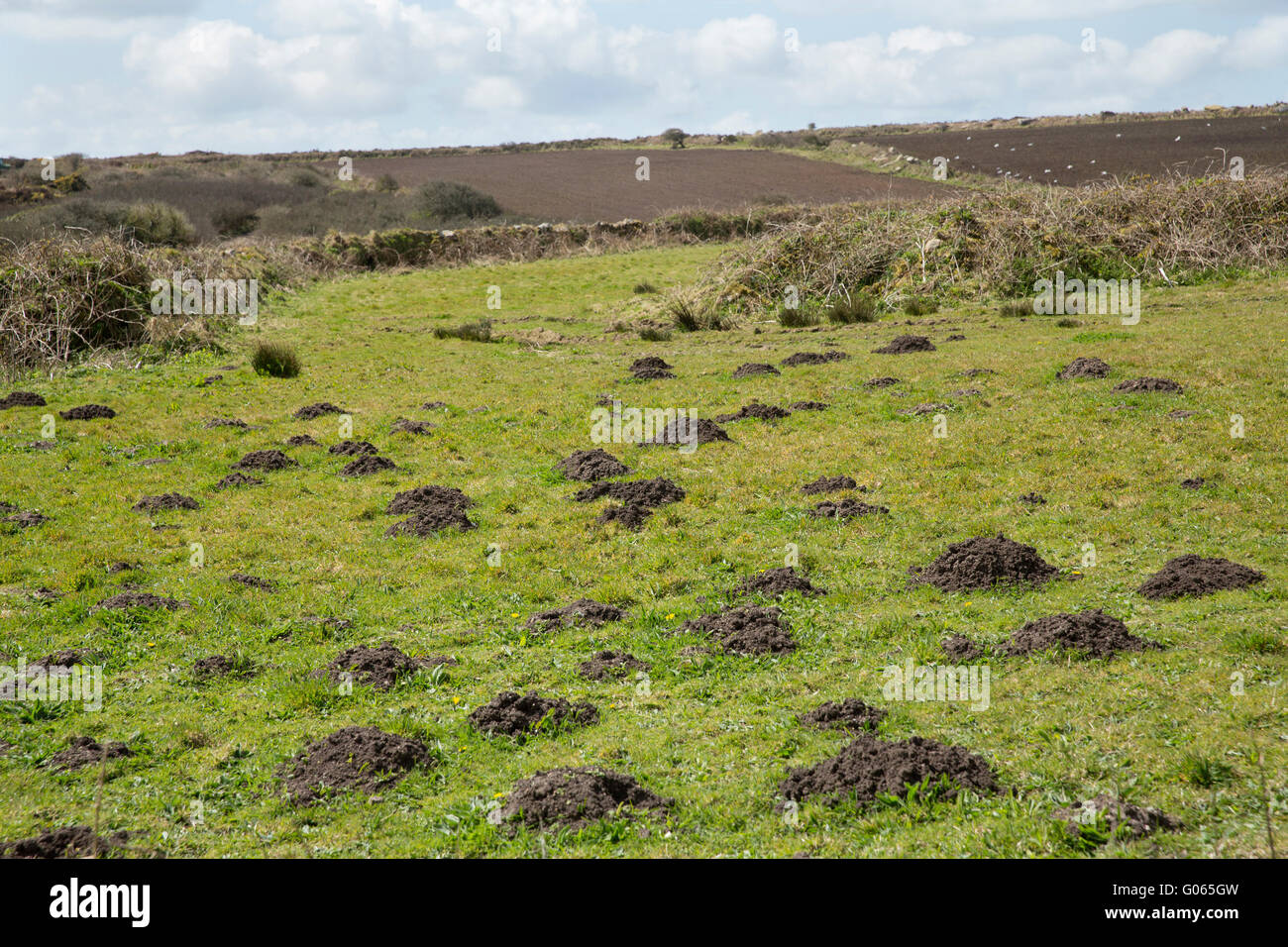 Molehills in a Cornish moorland field. Moles dig their tunnels, and the
