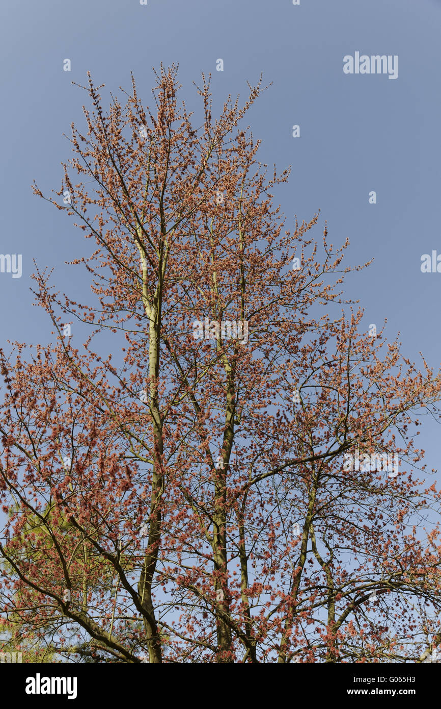 Acer rubrum, Red Maple, Swamp Maple, Water Maple Stock Photo