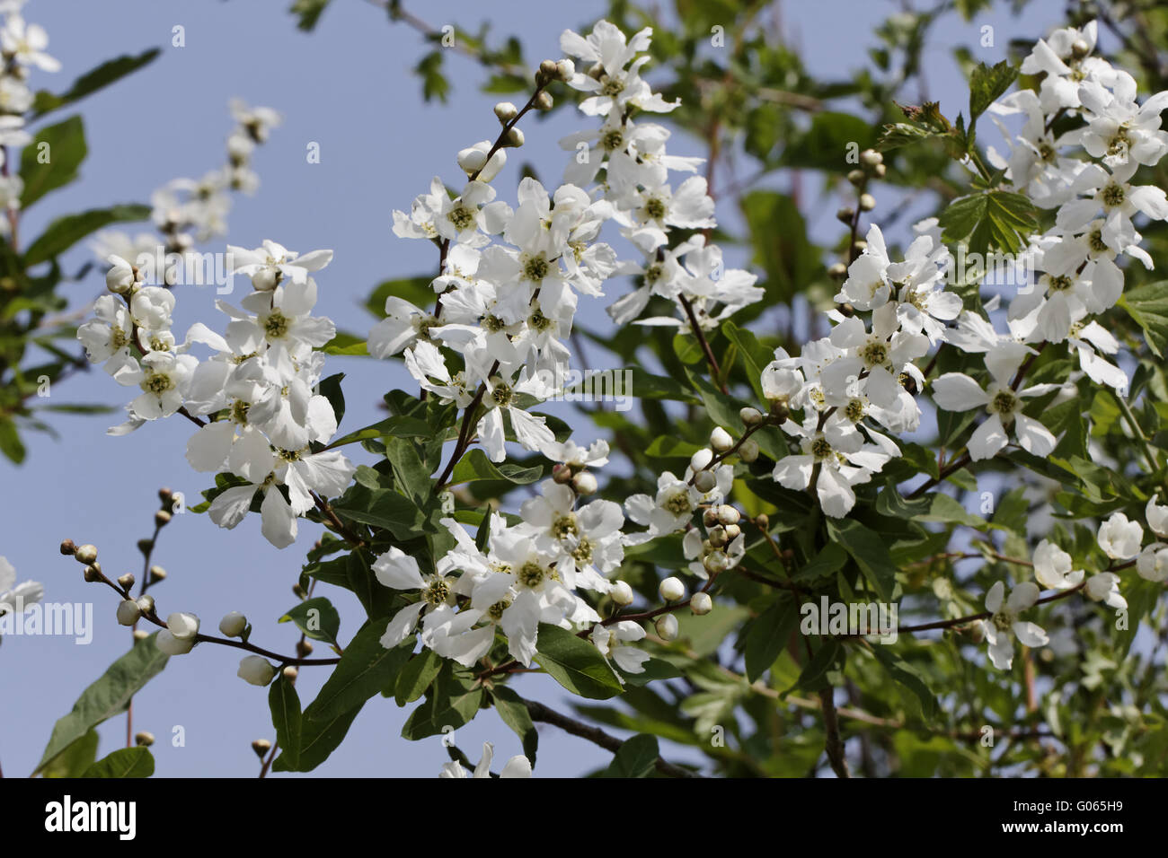 Exochorda tianschanica. Pearlbush or Pearl bush Stock Photo