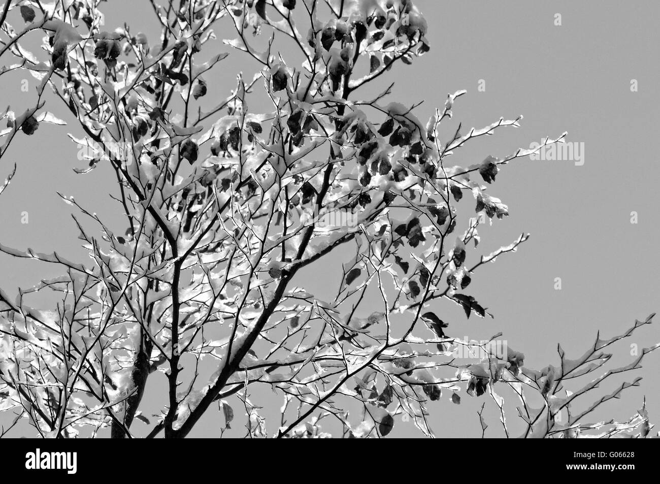 Beech tree in the sunlight in black and white Stock Photo - Alamy