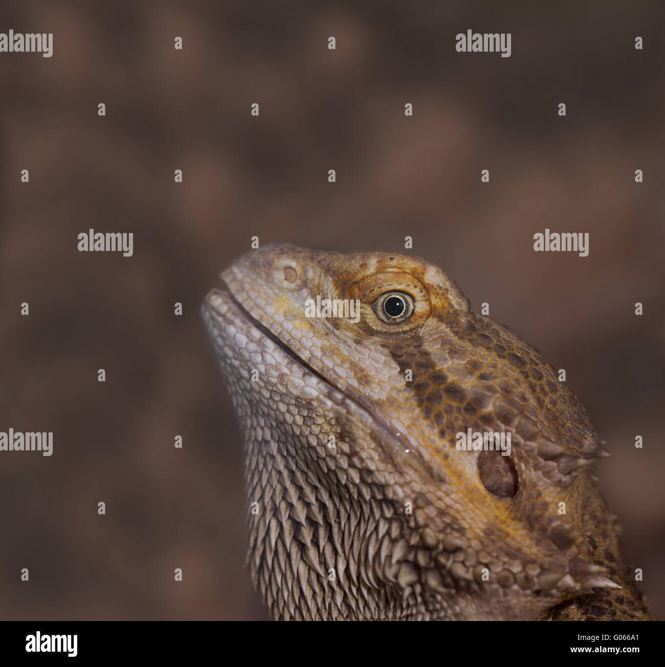 Close-up of Bearded dragons eye (Pogona vitticeps Stock Photo - Alamy