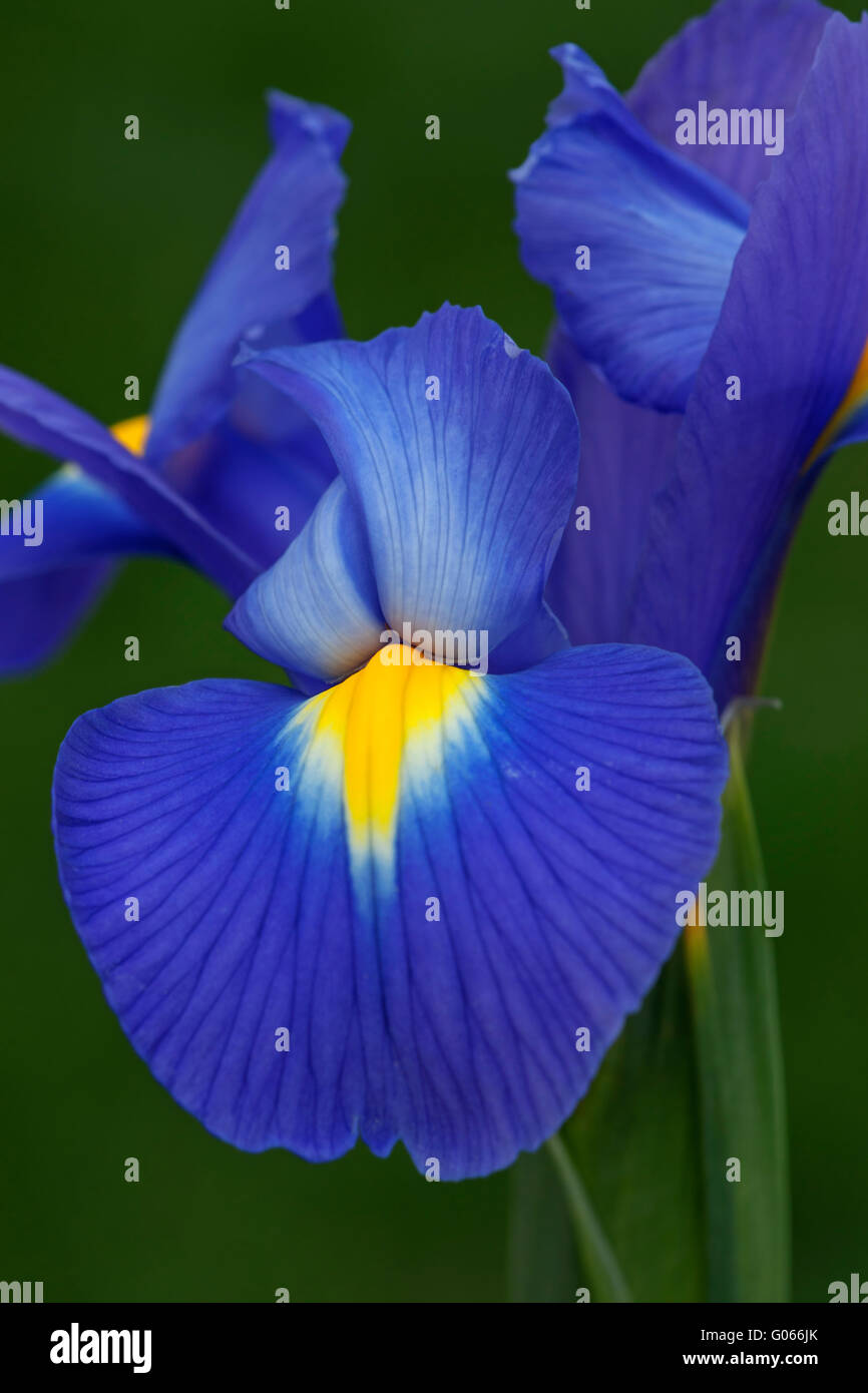 Dutch iris flower Stock Photo Alamy