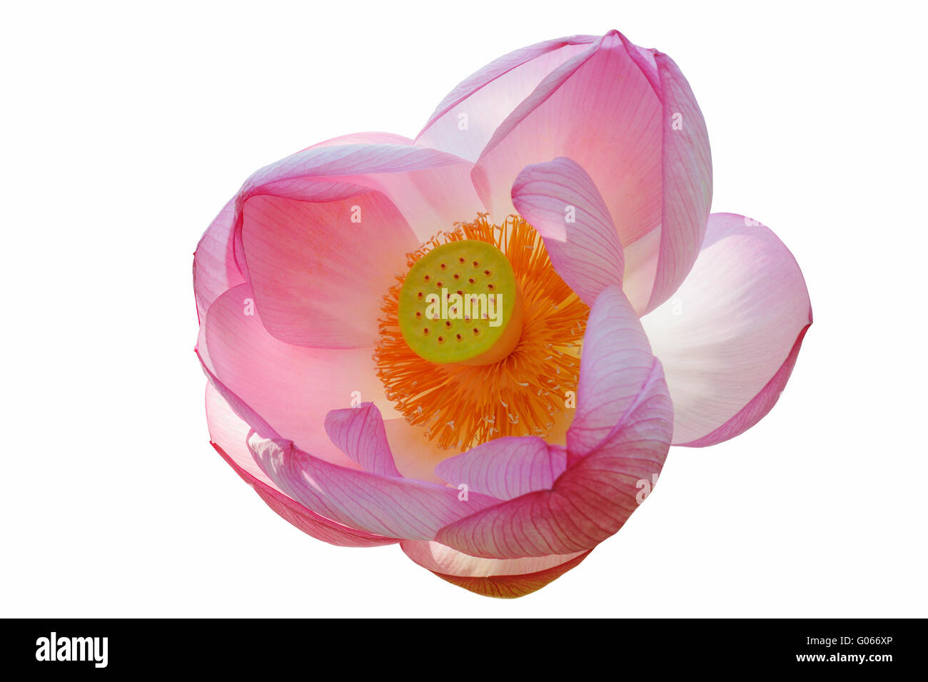 Sacred lotus flower Stock Photo