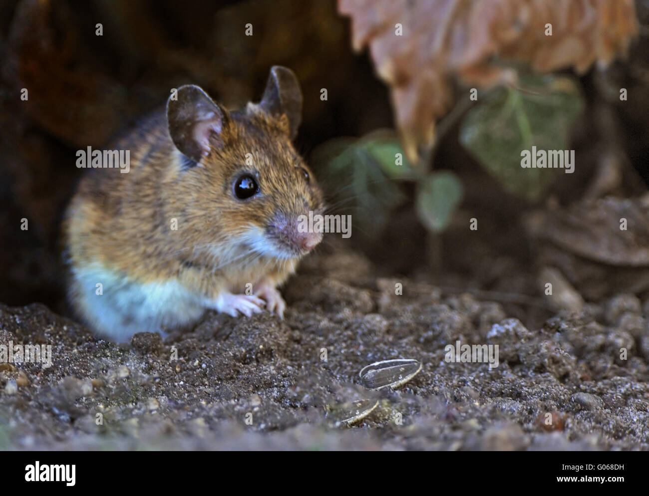 field mouse Stock Photo