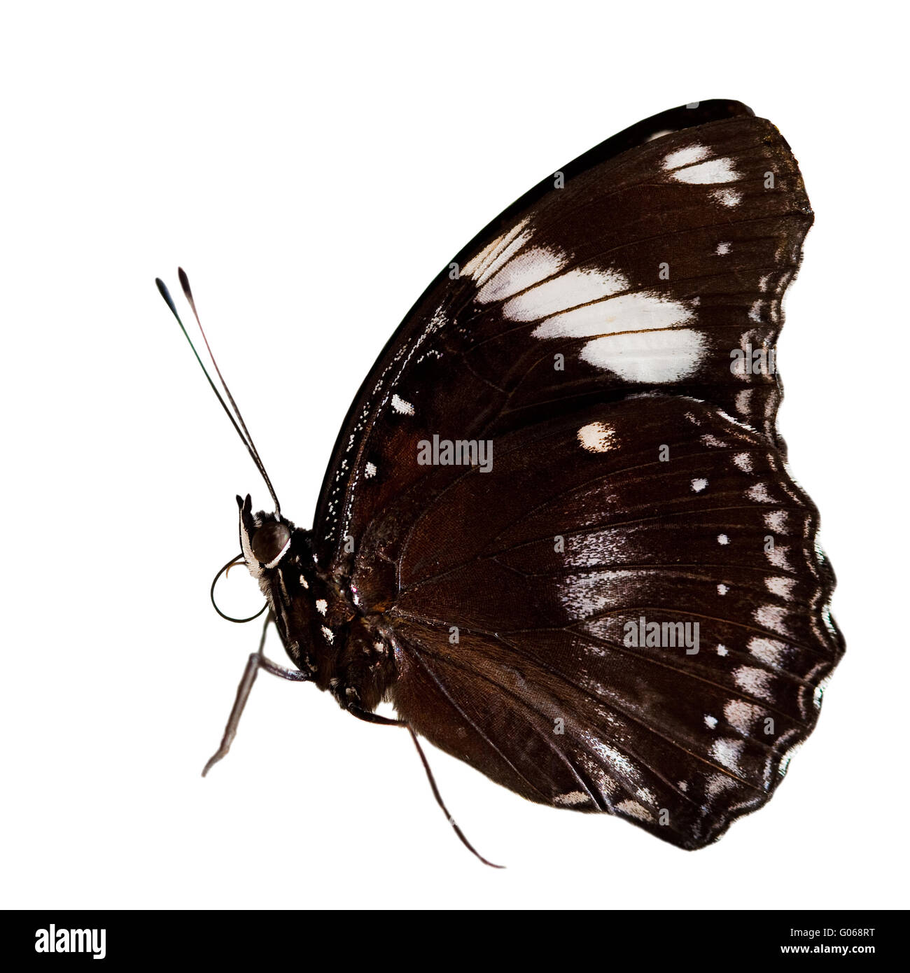 beautiful butterfly isolated on white background Stock Photo - Alamy