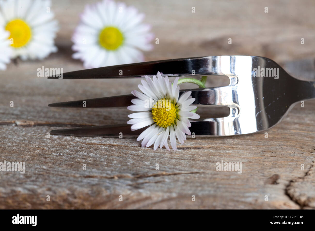 Steel Forks with daisy flower on wooden table  surface Stock Photo