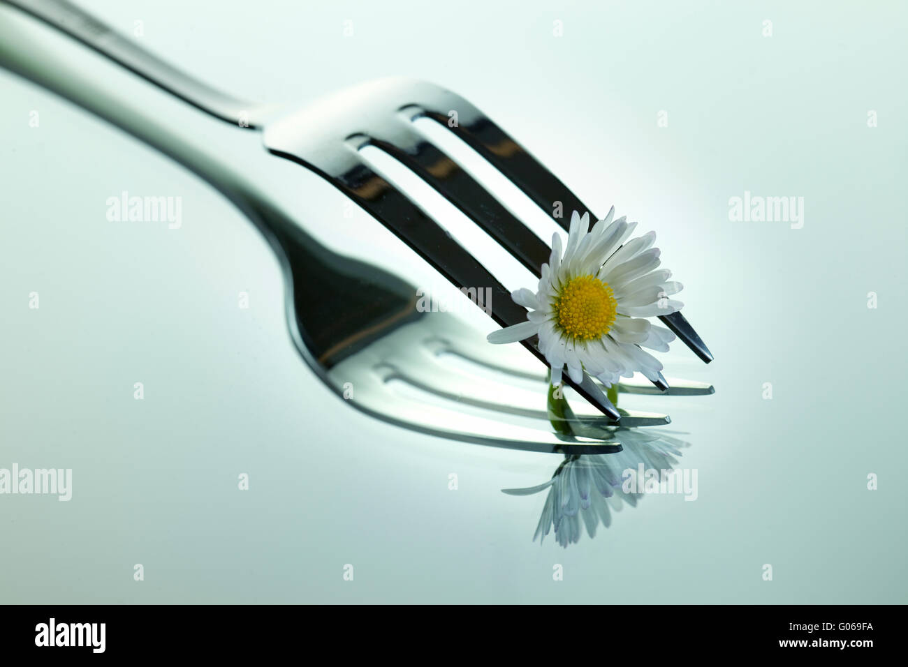 Steel Forks with daisy flower on shiny mirror surface Stock Photo