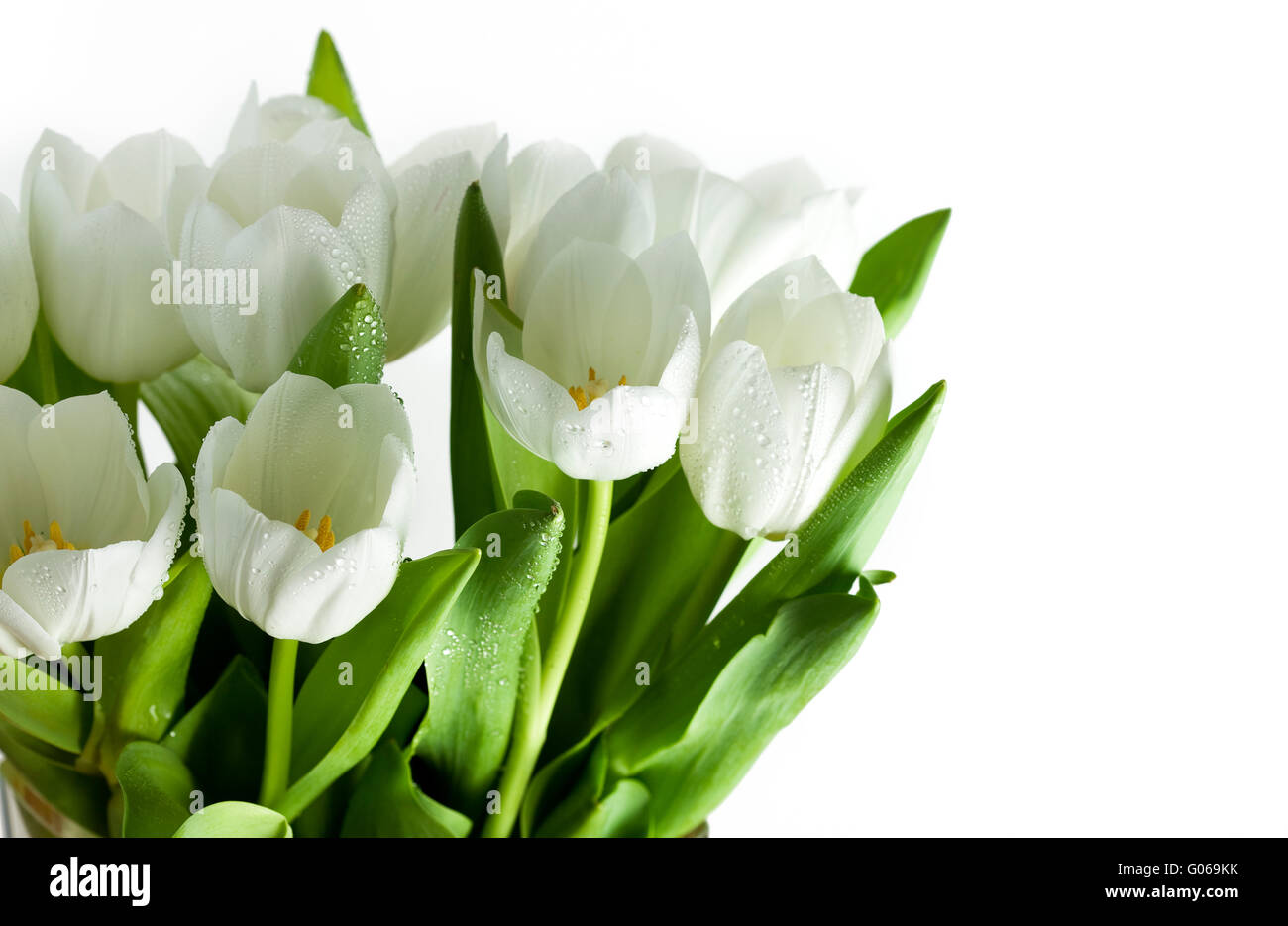 Коллаж с белыми тюльпанами
