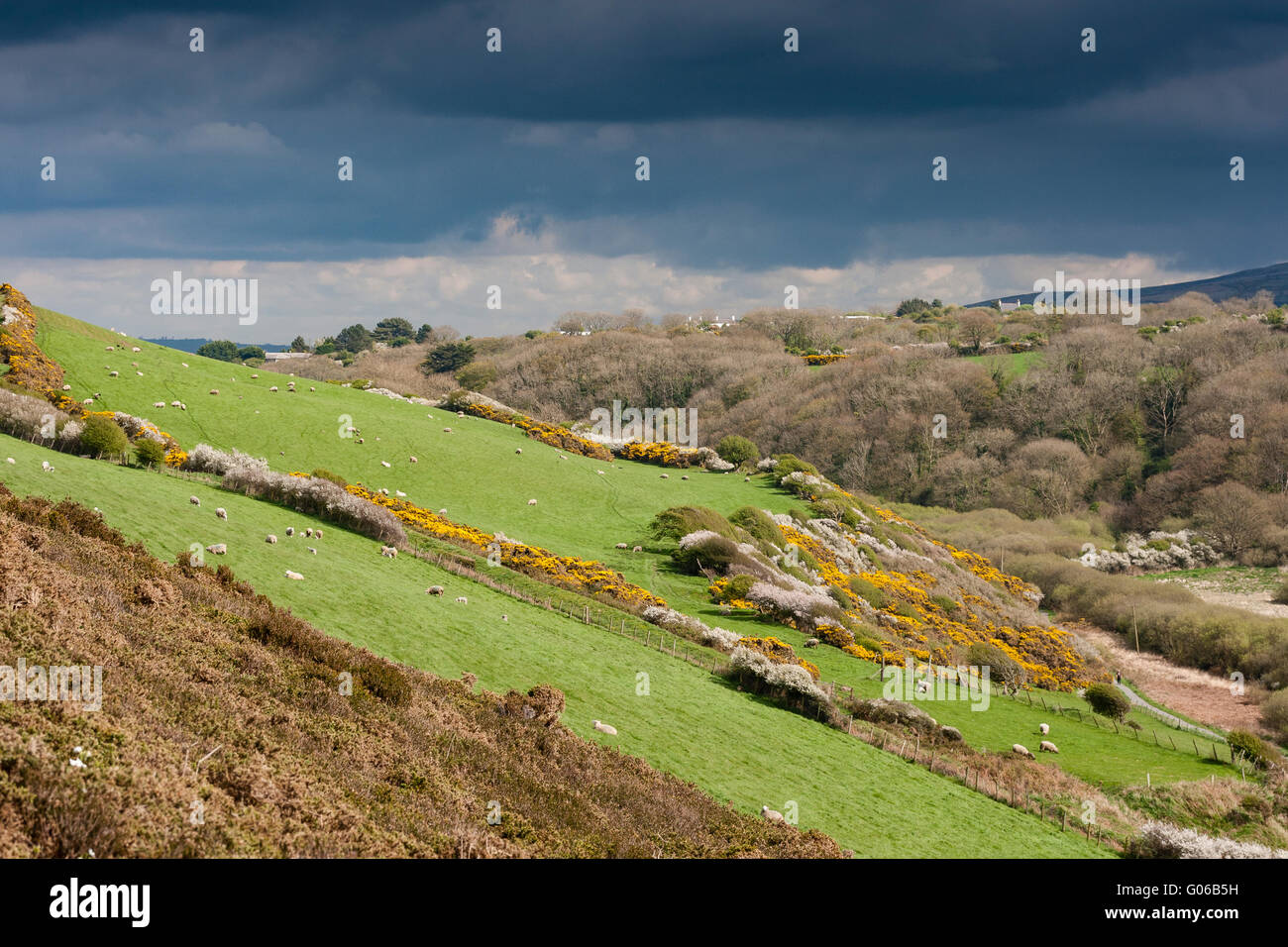 Brynhenllan from Dinas Island, Pembrokeshire Stock Photo Alamy