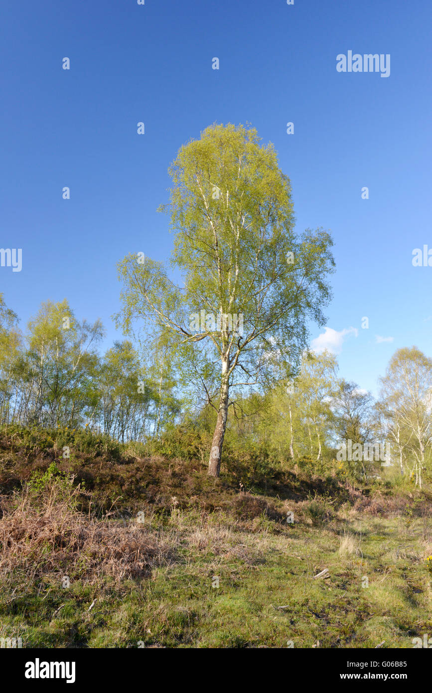Silver Birch - Betula pendula Betulaceae. Spring. Stock Photo