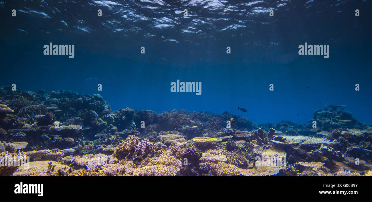 panoramic reef scape Stock Photo - Alamy