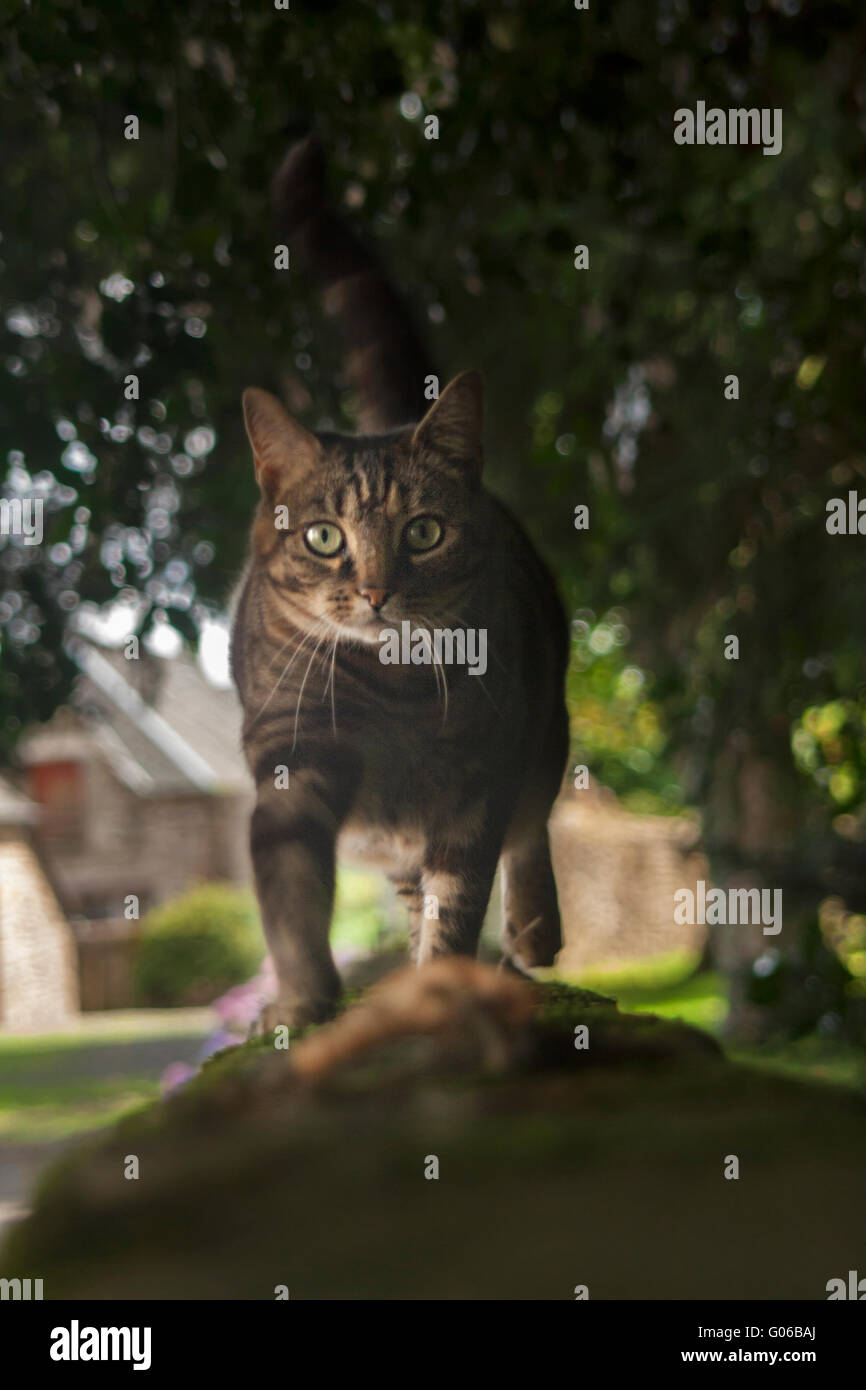 Cat on a fence in the castle of Combourg, France Stock Photo