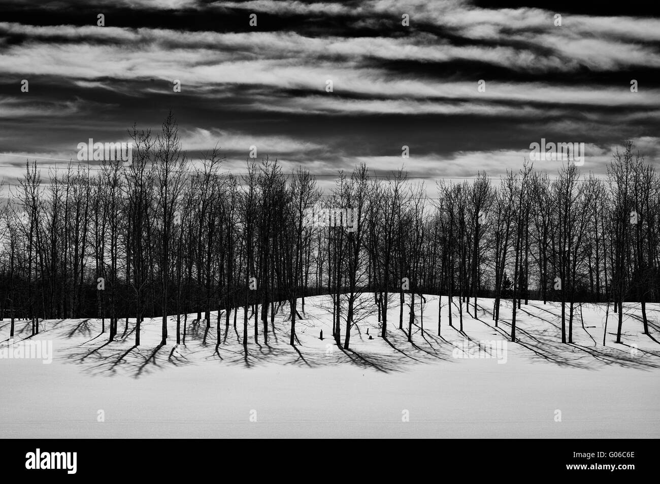 Nikon D3s photo of tree line in winter Stock Photo