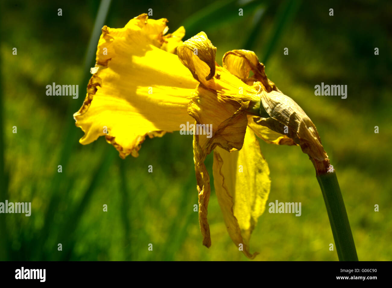 Daffodil Narcissus flower fading dead Stock Photo