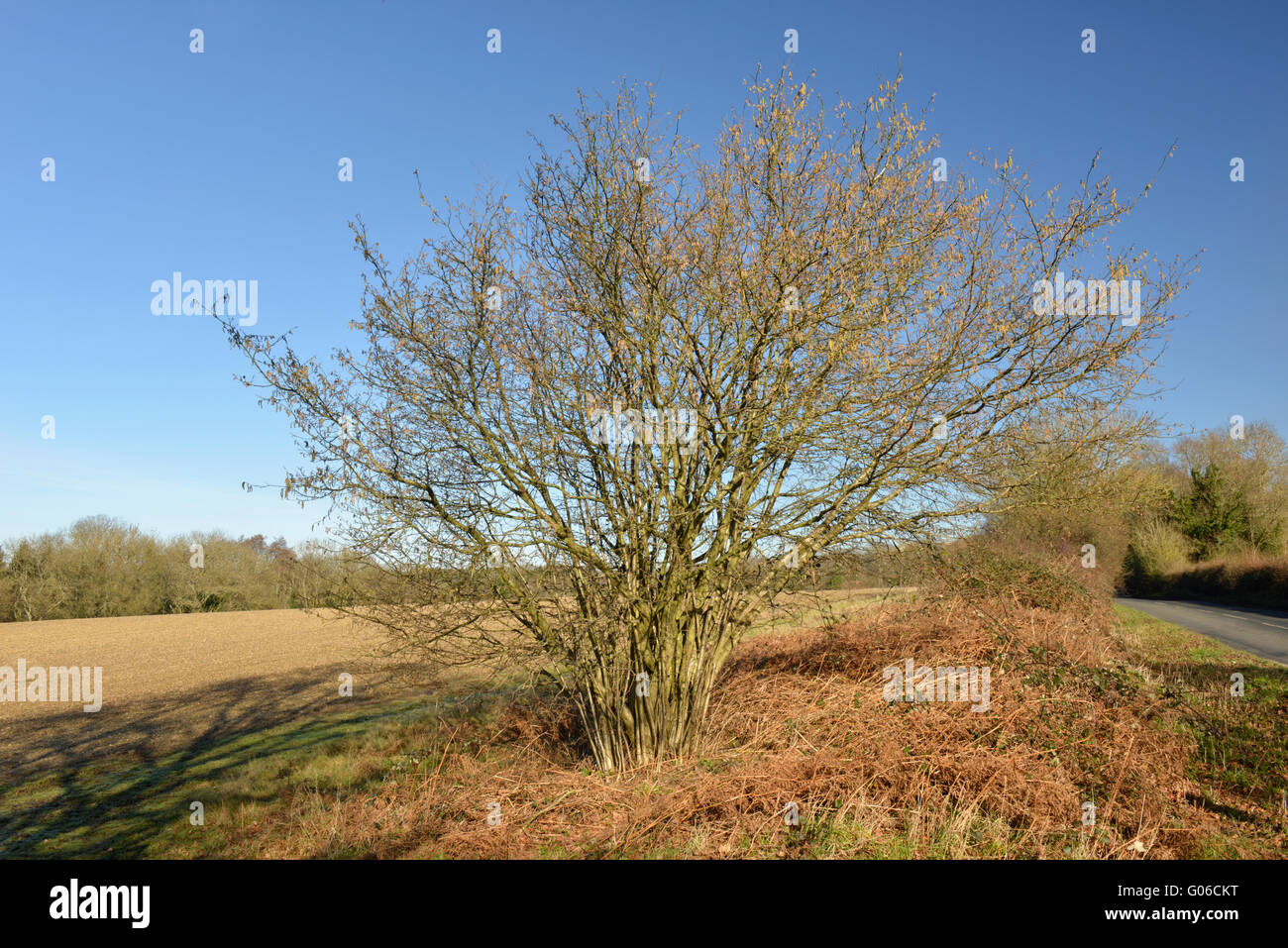 Hazel - Corylus avellana Betulaceae - winter. Stock Photo