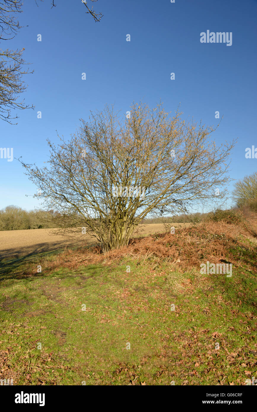 Hazel - Corylus avellana Betulaceae - Winter. Stock Photo