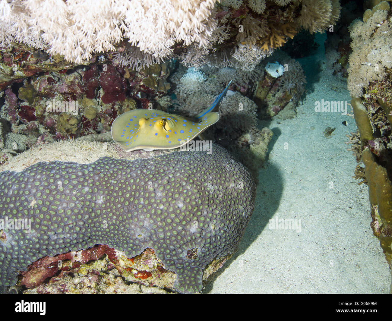 bluespotted ribbontail ray Stock Photo