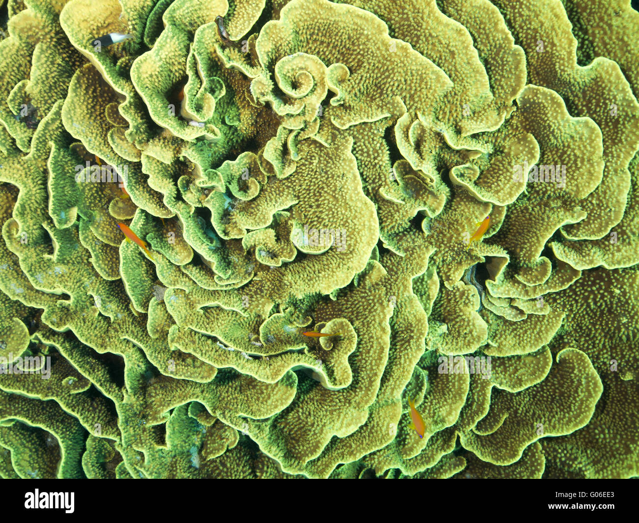 Lettuce coral (Turbinaria mesenterina) Stock Photo