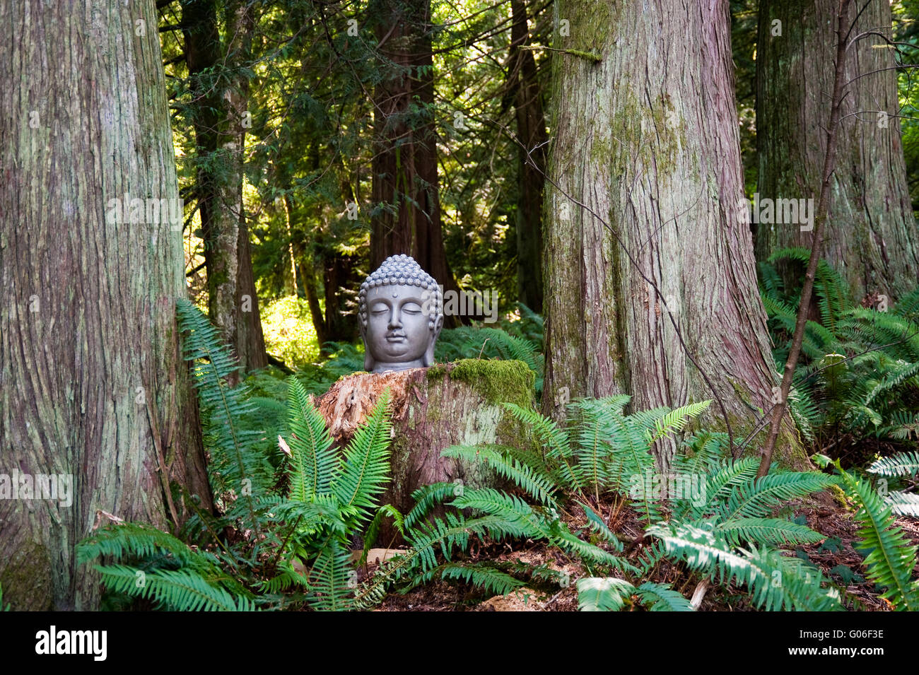 Buddha head in a forest Stock Photo