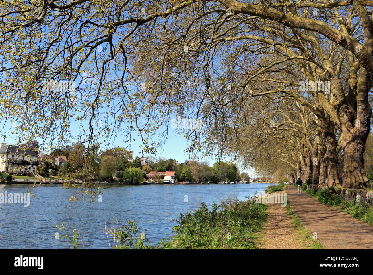 Kingston upon Thames, SW London, UK. 29th April 2016.  London Plane trees in Canbury Gardens beside the Thames at Kingston on an afternoon of sunshine and showers in SW London. Credit:  Julia Gavin UK/Alamy Live News Stock Photo