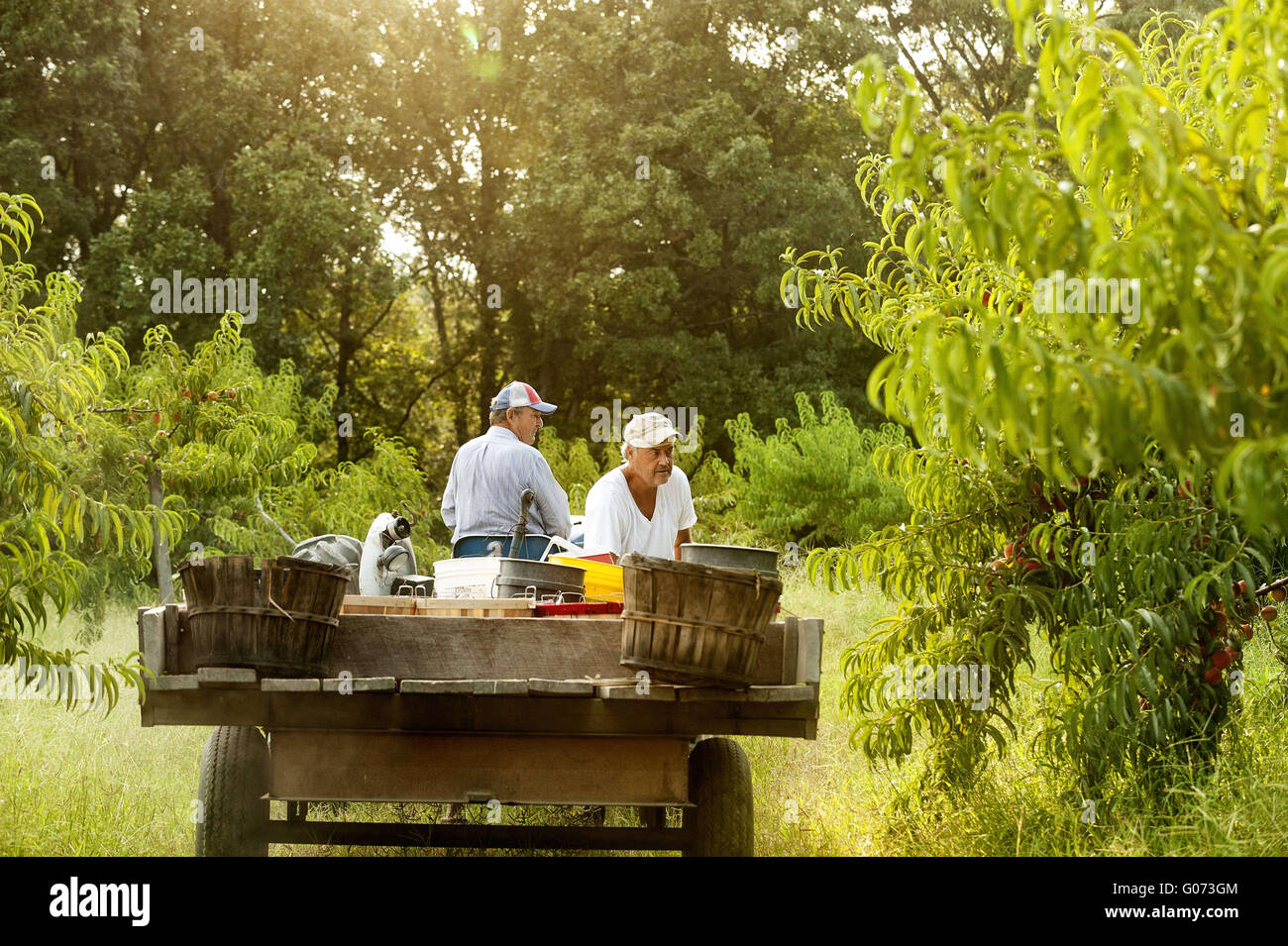 Vernon, Alabama, USA. 22nd July, 2015. As Truman stops the tractor
