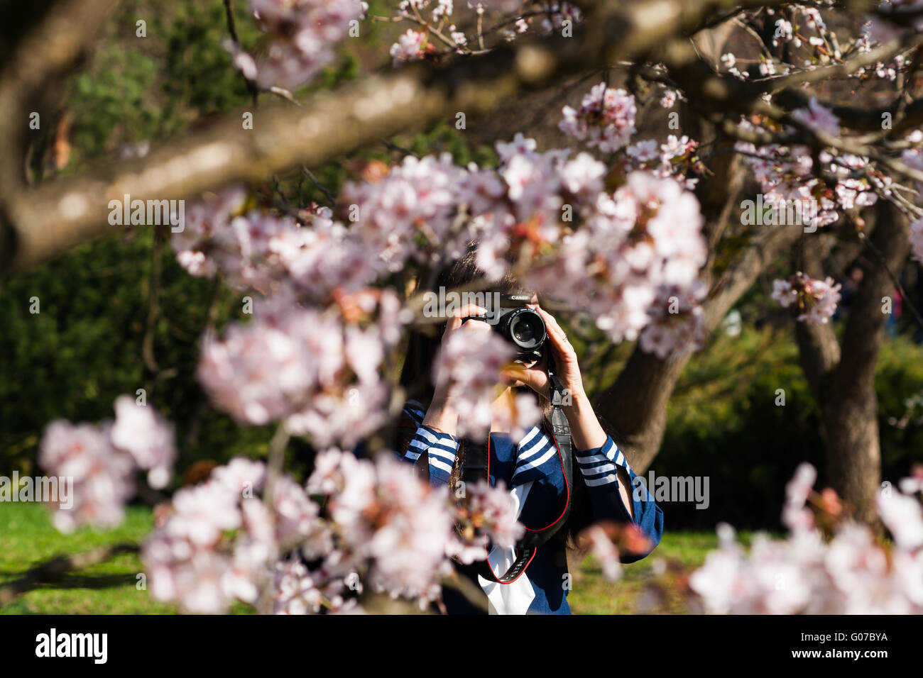 Moscow, Russia. April 30, 2016. Short hanami season - the festival of viewing of sakura - Japanese cherry and plum trees - in full bloom started in Moscow, Russia on the last days of April, 2016. Many people, including families with small kids visit the Japanese Garden of the Main Botanical Garden of the Russian Academy Of Sciences to feel the joy of spring and the unity with Nature. Unidentified people take photos and have fun in the garden. Credit:  Alex's Pictures/Alamy Live News Stock Photo