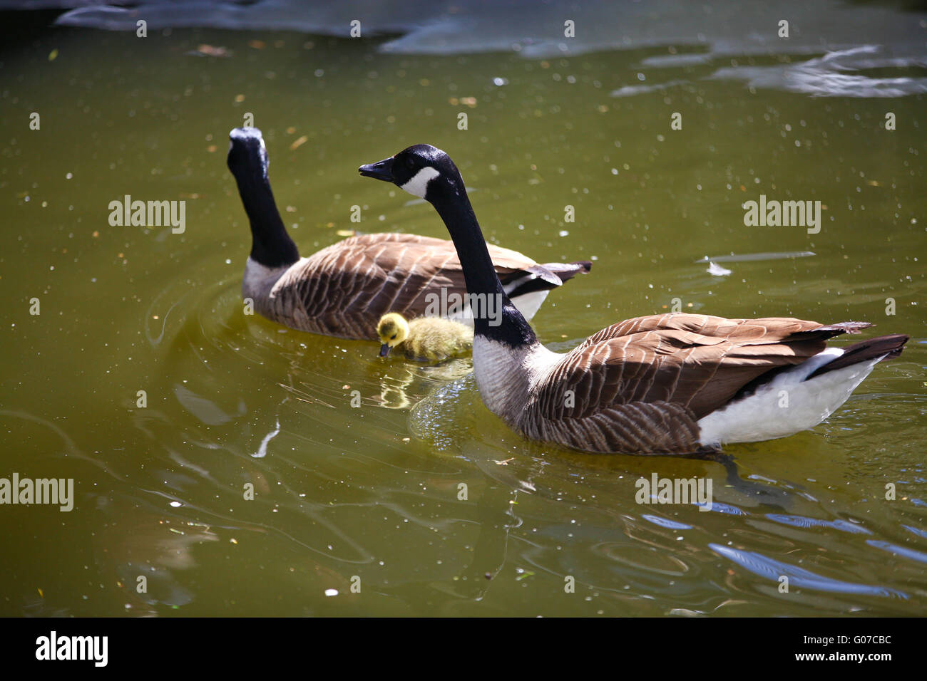 Canalway cavalcade little venice hi res stock photography and images Page 13 Alamy
