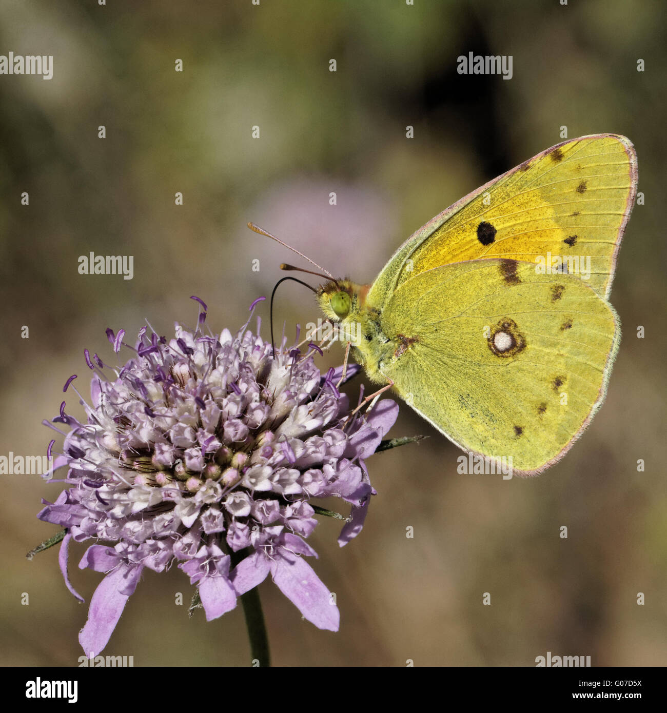 Colias crocea, Dark Clouded Yellow on Scabious Stock Photo