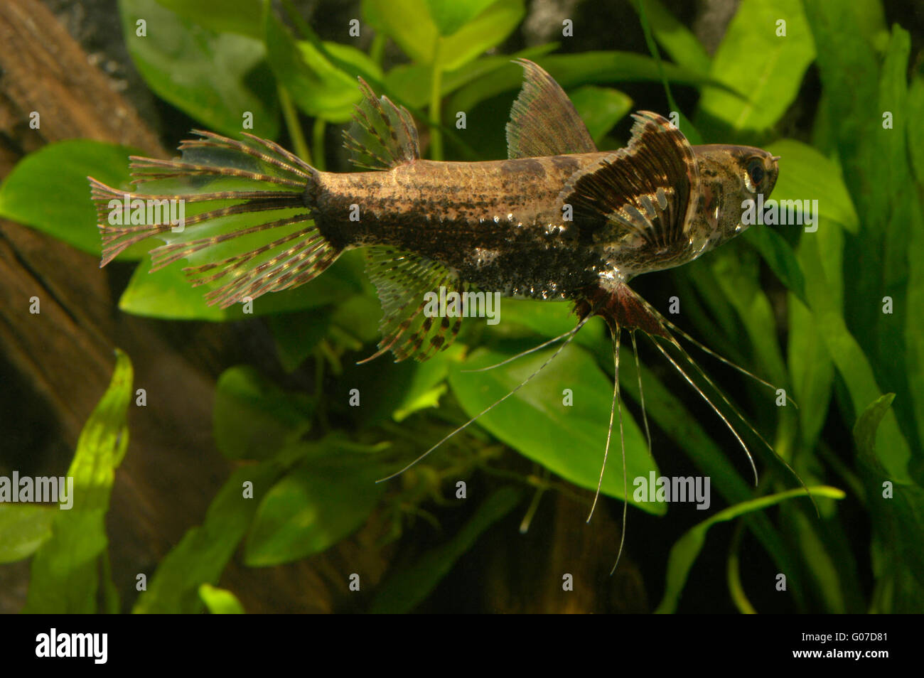 Freshwater butterflyfish, Pantodon buchholzi, Emiliano Spada Stock Photo