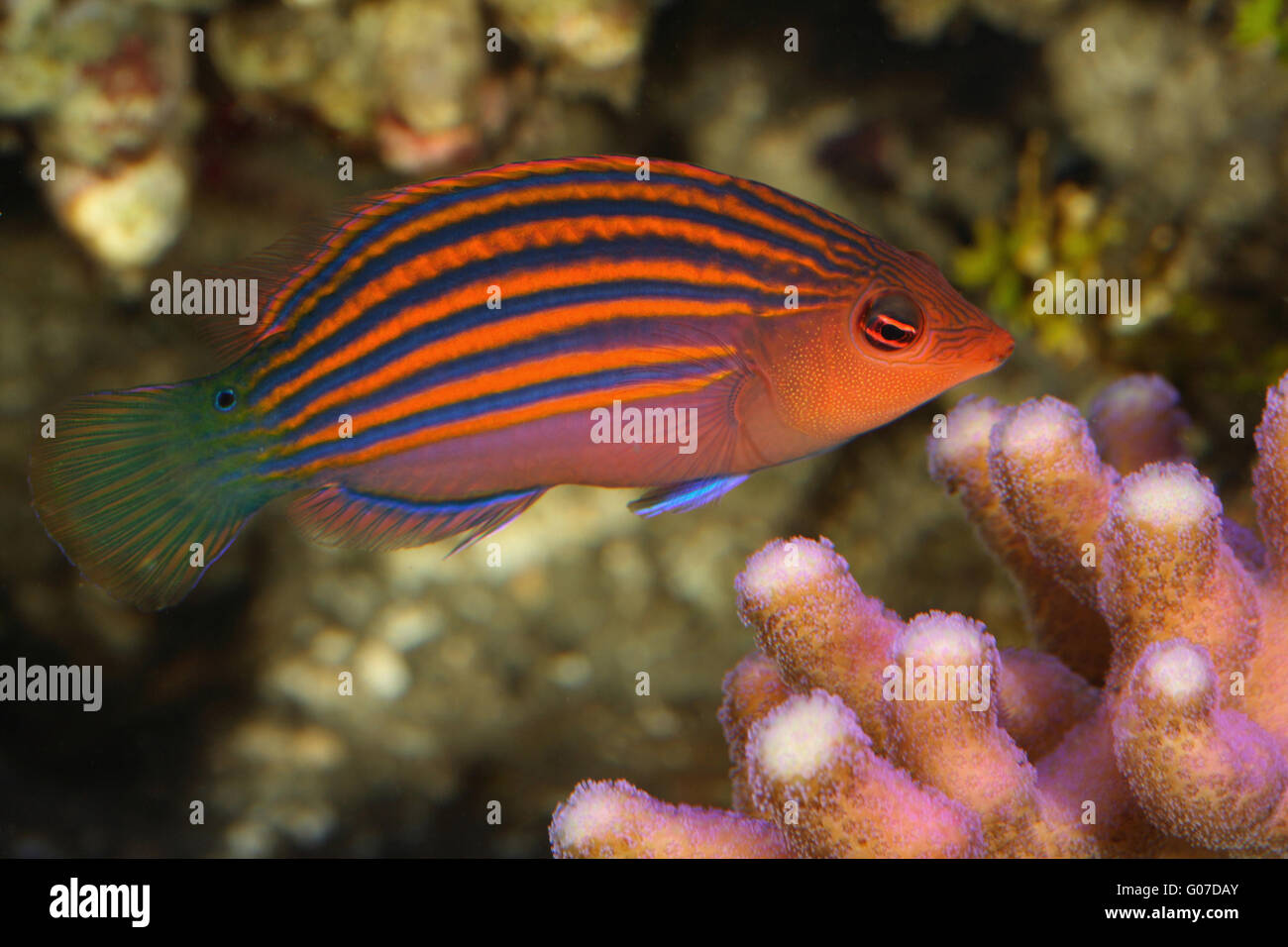 Sixline wrasse, Pseudocheilinus hexataenia, reef aquarium, Emiliano Spada Stock Photo