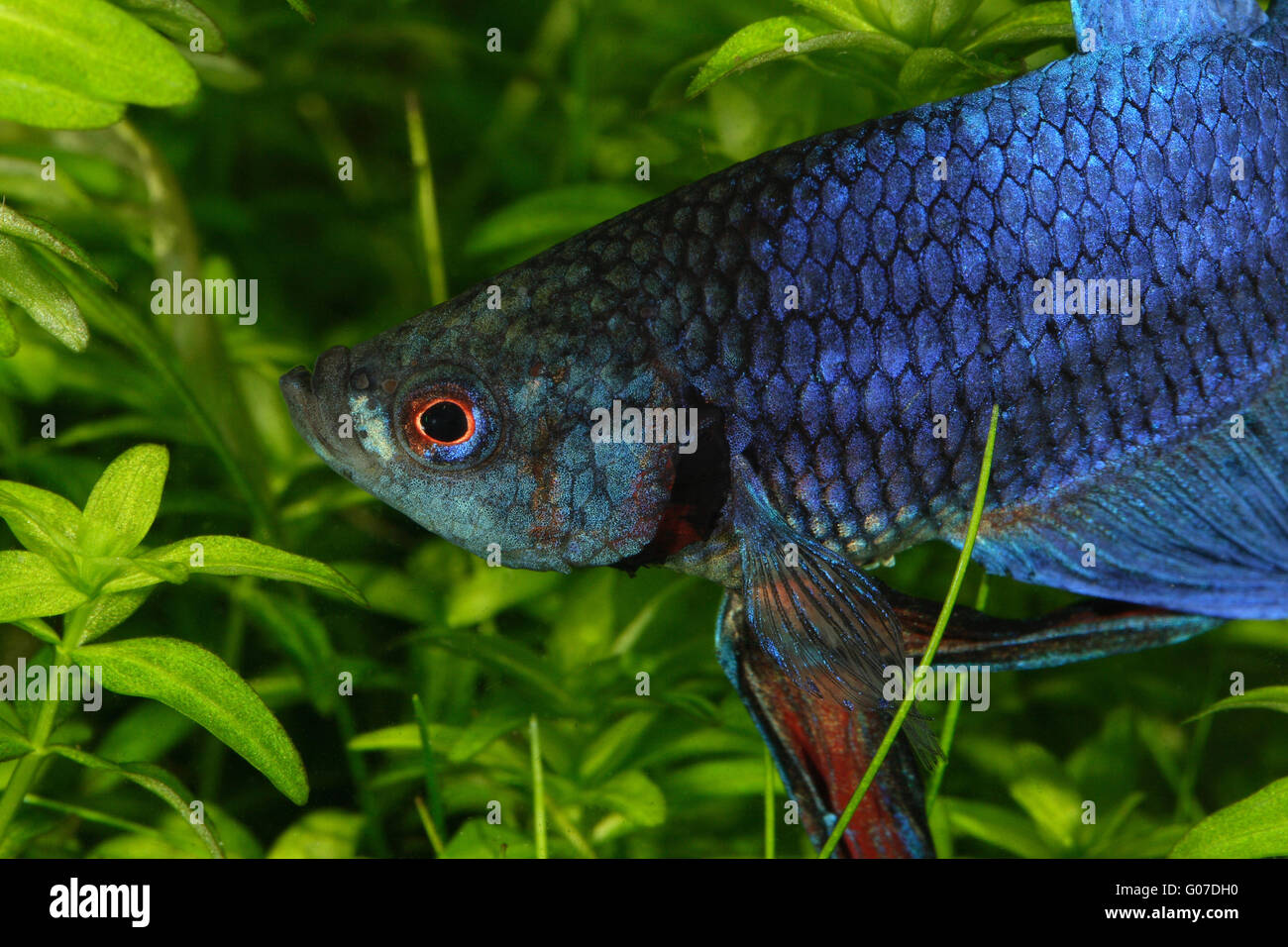 Siamese fighter, Betta splendens, siamese fighting fish in freshwater aquarium, Emiliano Spada Stock Photo