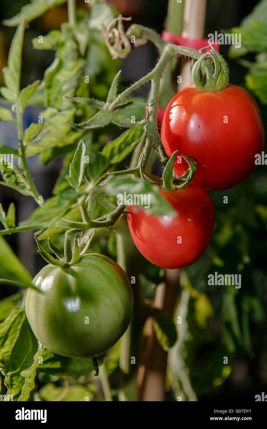 tomatos Stock Photo
